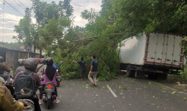 Pohon Tumbang Menimpa Truck Box