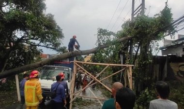 Pohon Tumbang Timpa 1 Mobil dan Tutup Jalan Raya Dramaga Bogor