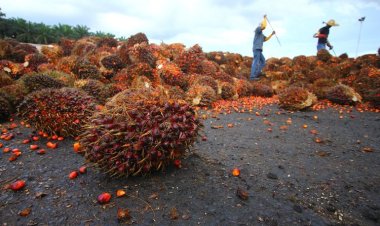 Bengkulu eksport perdana cangkang sawit