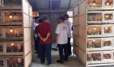 Wah, Banyak Burung dan Telur Puyuh di Desa Purworejo