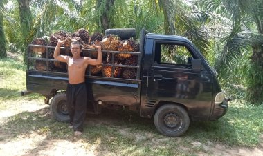 Ini Sebab Harga Sawit Bengkulu Belum Mencapai Harga Rp 2.000 per kg