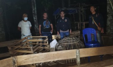 Unit Reskrim Polsek Kedondong Polres Pesawaran Kembali Gerebek Lokasi Sabung Ayam