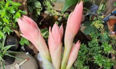 Kecombrang, Obat Tradisional Batuk dan Luka Sejak Nenek Moyang Dulu