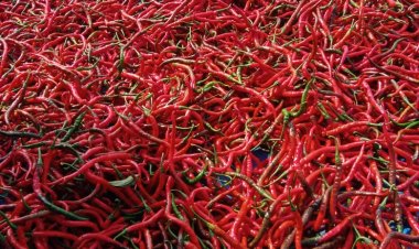 Cabai Merah di Tingkat Petani Tak Semerah  Rupiah " Pecahan Seratus Ribu "