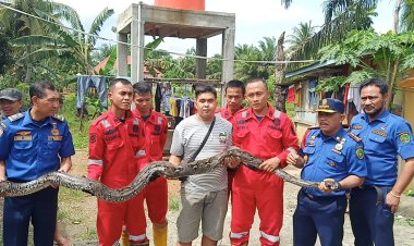 Ular Masuk Kolam Ikan Warga Lapor PBK