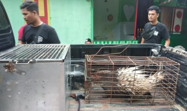 Belasan Satwa Dilindungi Diamankan Polda Bengkulu Dalam Operasi Wanalaga