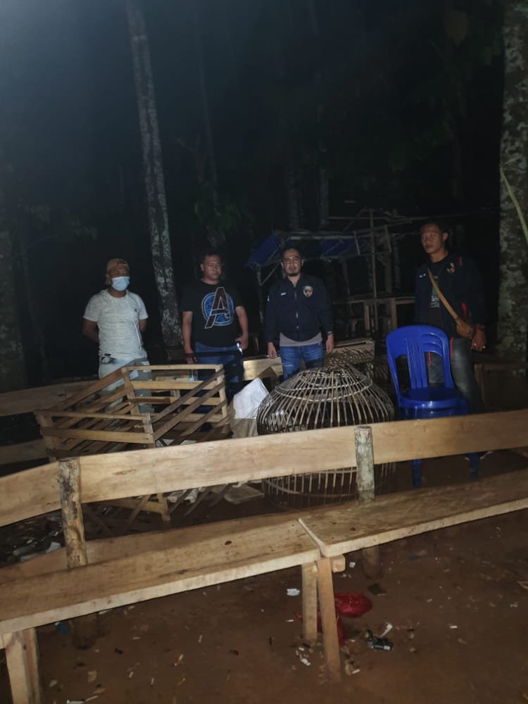 Unit Reskrim Polsek Kedondong Polres Pesawaran Kembali Gerebek Lokasi Sabung Ayam