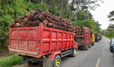 BBM Naik Sopir Truk Angkutan Menjerit