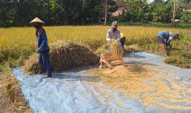 " M70D " Hasilkan Maksimal Di Sawah Tadah Hujan