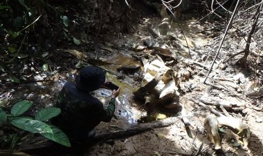 Tim Patroli Temukan Gajah Mati Dikawasan Hutan Produksi