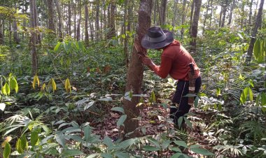 Harga Karet Tidak Berpihak Pada Petani