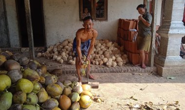 Buah Kelapa Sumber Pendapatan Keluarga