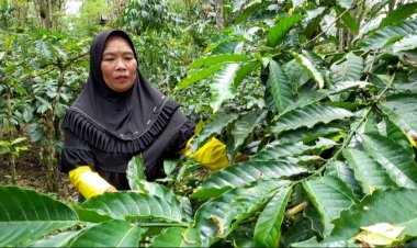 Iklim Berubah IRT Bentuk Desa Kopi Tangguh Iklim