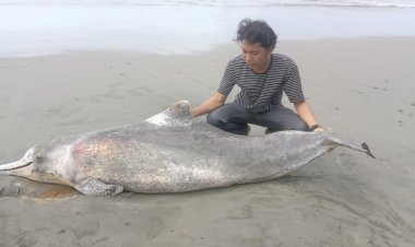 Warga Temukan Lumba-lumba Mati Terdampar di Pantai Penago Baru Bengkulu