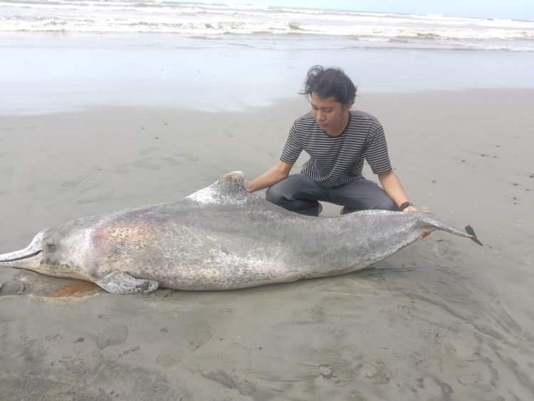 Warga Temukan Lumba-lumba Mati Terdampar di Pantai Penago Baru Bengkulu