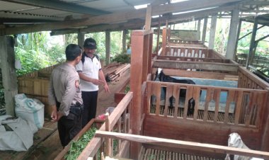 Ternak Kambing Perah Etawa Gunung Karikil Sukabumi