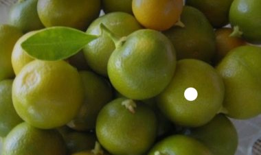 Asal Mula Jeruk Kalamansi Masuk ke Bengkulu