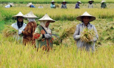 Setahun Surplus 1,34 Juta Ton, Provinsi Lampung Produsen Beras Ke 6 Nasional