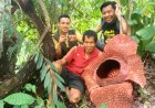 Cerita Petani Bengkulu Berhasil Lestarikan Bunga Rafflesia