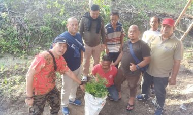 Ditresnarkoba Polda Lampung Berhasil Tangkap Pemilik Ladang Ganja di Bakauheni Lampung Selatan