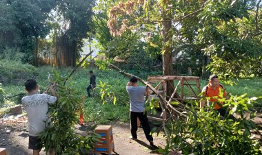 Pohon Tumbang, FORKGAP dan Pemerintah  Turun Lokasi