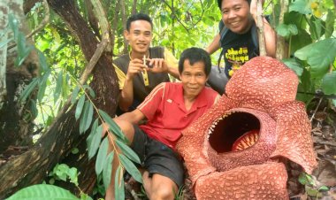 Cerita Petani Bengkulu Berhasil Lestarikan Bunga Rafflesia