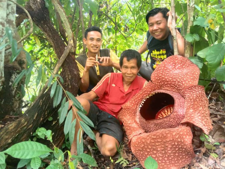 Cerita Petani Bengkulu Berhasil Lestarikan Bunga Rafflesia