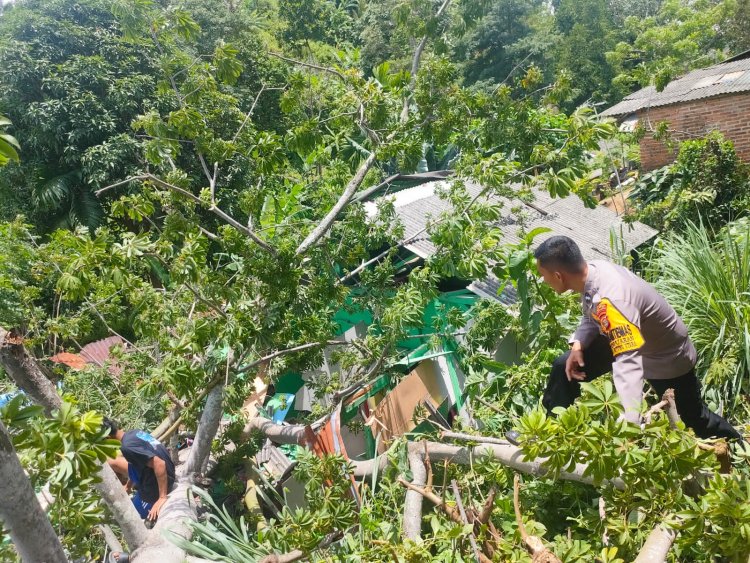 Bhabinkamtibmas Polsek TBU Polresta Bandar Lampung Bantu Warga Yang Rumah Tertimpa Pohon Tumbang