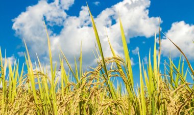 Pemprov Bengkulu: Lima Wilayah Berpotensi Jadi Lumbung Pangan di Bengkulu