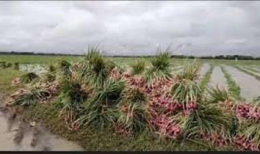9 Desa di Brebes Terendam Banjir Termasuk Puluhan Hektar Tanaman Padi dan Bawang