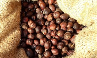 Mengenal Kopi Robusta Khas Lampung Barat