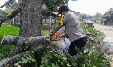 Sigap Dan Tanggap Kapolsek Sukalarang Bantu Warga Evakuasi Pohon Tumbang