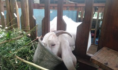 Menengok Peternakan Kambing Etawa Di Sukabumi