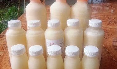 Mengenal produk UMKM Susu Kambing Etawa Dari Desa Sukamekar