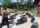 Jaga Imunitas dan Tugas Lapangan, Satuan Brimob Polda Kalbar Lakukan pembinaan Fisik