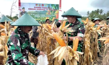 Danrem 131/STG Panen Jagung Perdana Dikebun Hanpangan Kodim 1310/Bitung