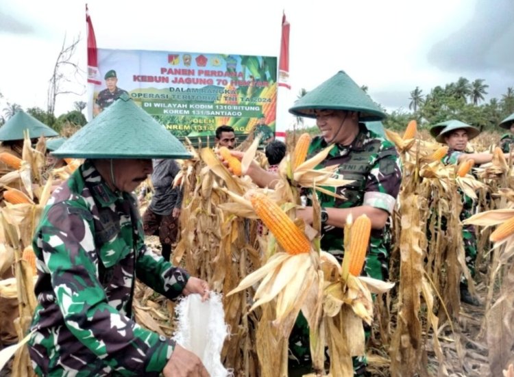 Danrem 131/STG Panen Jagung Perdana Dikebun Hanpangan Kodim 1310/Bitung