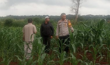 Kapolsek Sukaraja Giatkan Sambang, Cek Ketahanan Pangan