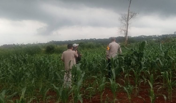 Kapolsek Sukaraja Giatkan Sambang, Cek Ketahanan Pangan