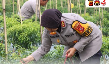 Kapolresta Cirebon Panen Cabai dan Pengecekan Lahan Program Ketahanan Pangan