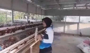Polsek Indramayu Panen Telur, Dukung Program Ketahanan Pangan