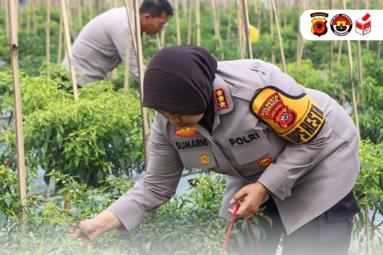 Kapolresta Cirebon Panen Cabai dan Pengecekan Lahan Program Ketahanan Pangan