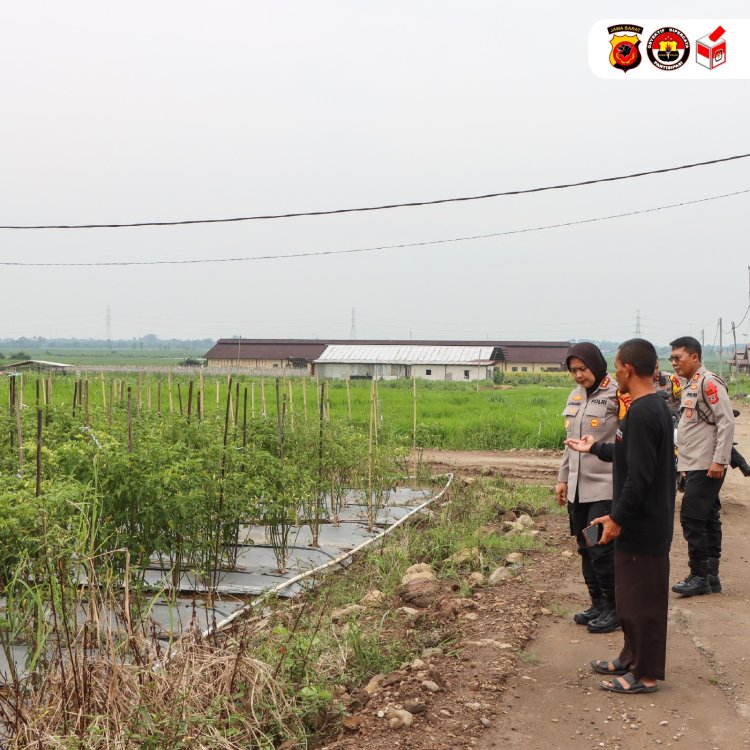 Kapolresta Cirebon Panen Cabai dan Pengecekan Lahan Program Ketahanan Pangan