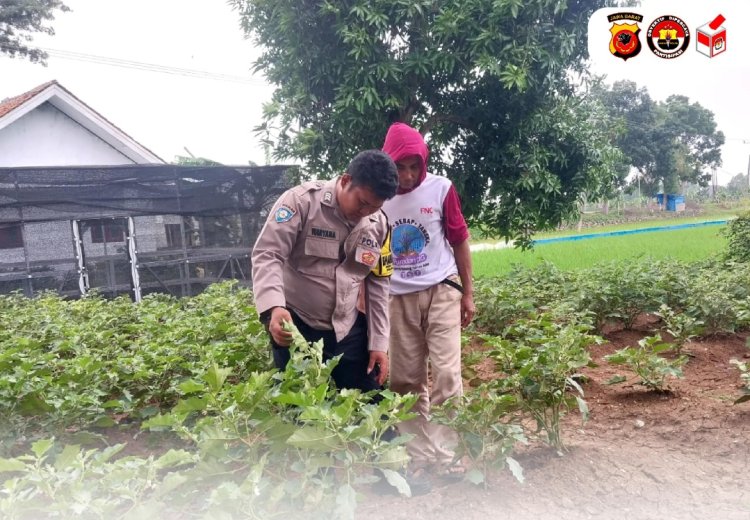 Bhabinkamtibmas Polres Indramayu Kelola Kebun Sayur Untuk Dukung Ketahanan Pangan