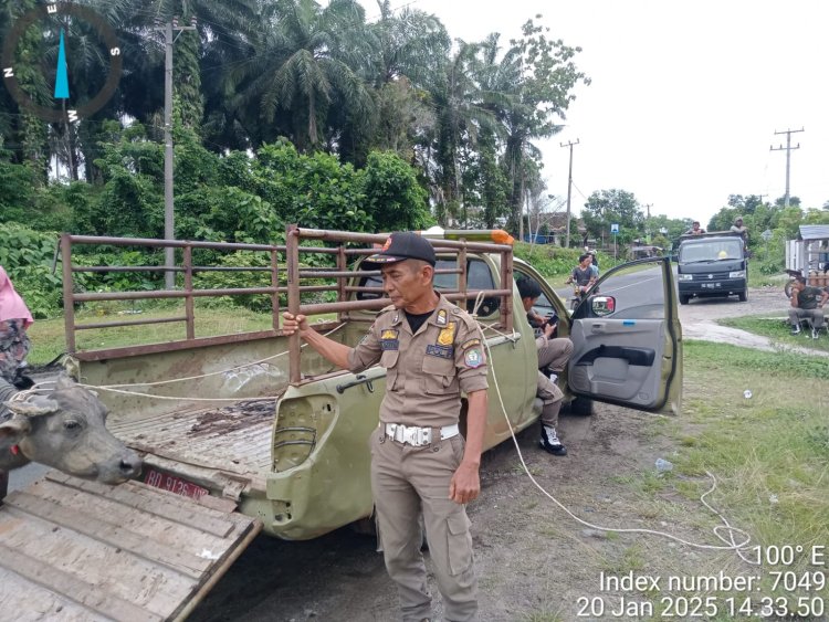 Sat Pol PP Kabupaten Kaur Laksanakan Razia Ternak Liar,Satu Ekor Kerbau Terjaring