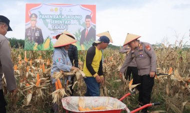 Buah Program Tanam Jagung Serentak, Polres Kaur Hadiri Panen Perdana