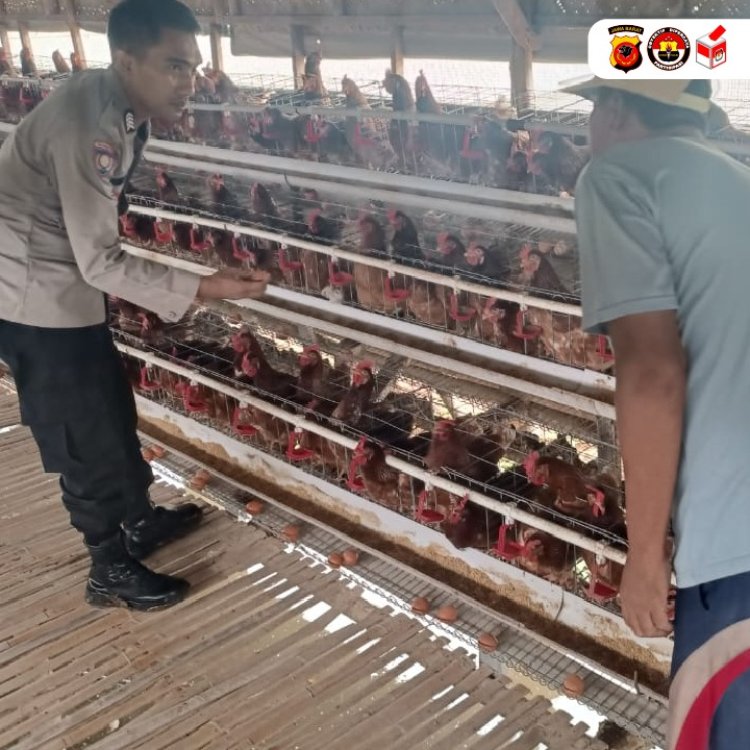 Personel Polres Indramayu Monitoring Program Ketahanan Pangan Peternak Ayam Petelur