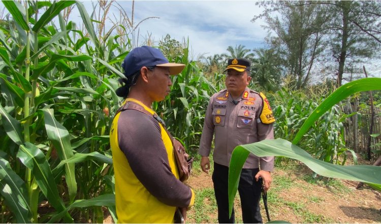 Dukung Program Asta Cita, Kapolres Kaur Pantau Tanaman Jagung Serentak