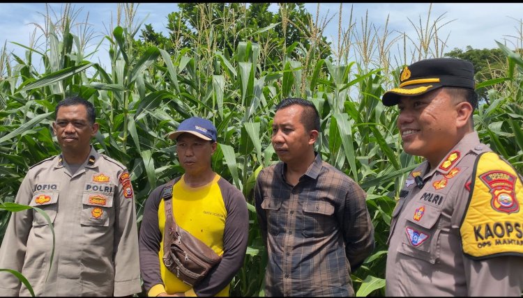 Dukung Program Asta Cita, Kapolres Kaur Pantau Tanaman Jagung Serentak