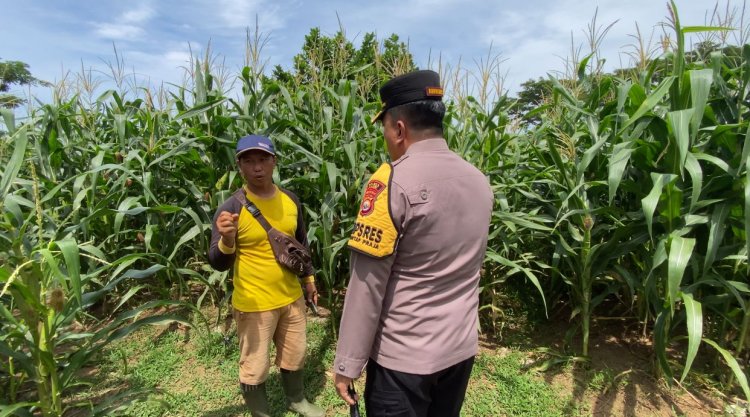 Dukung Program Asta Cita, Kapolres Kaur Pantau Tanaman Jagung Serentak